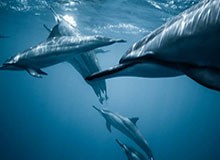 半岛体育-凯时KB88：开启极致博彩体验的新纪元